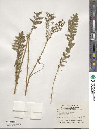 Filipendula vulgaris image