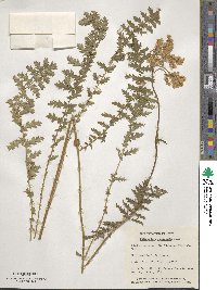 Filipendula vulgaris image