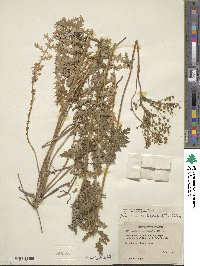 Filipendula vulgaris image