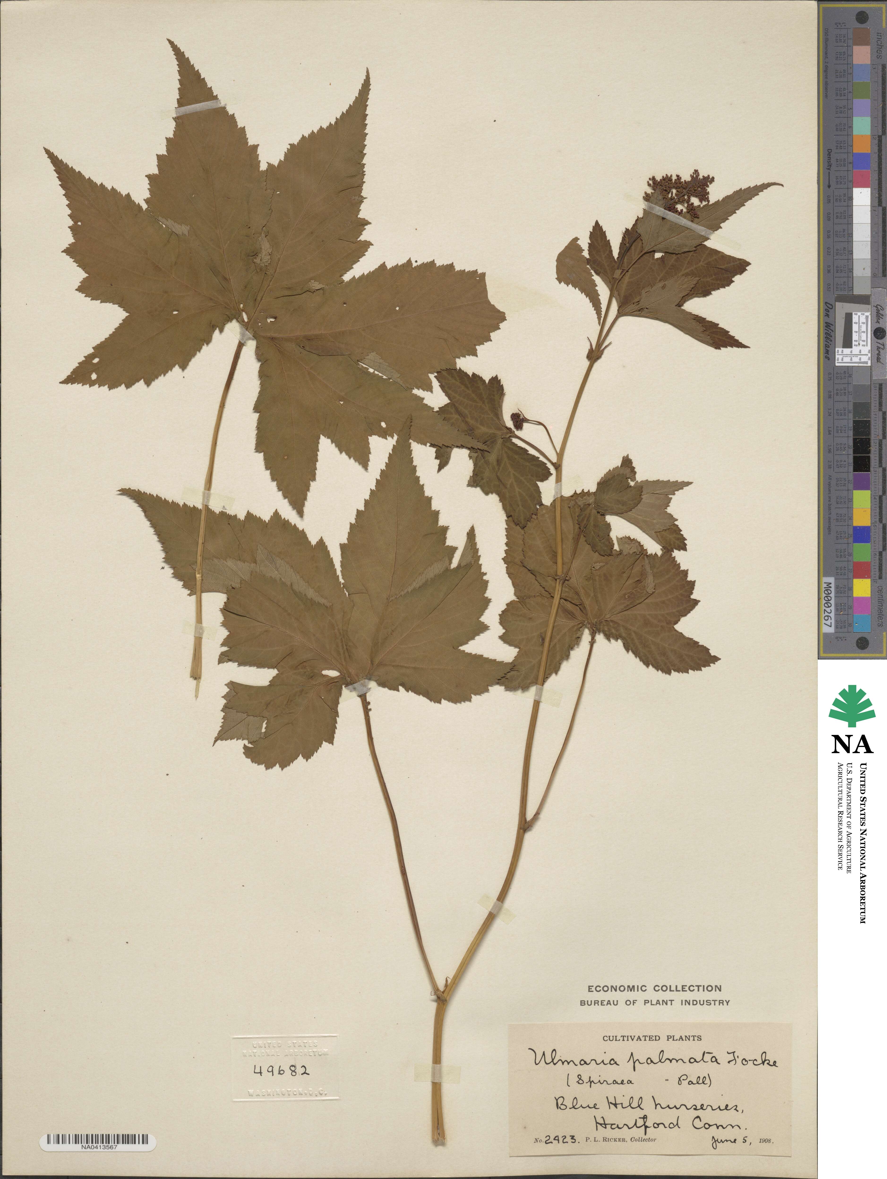 Filipendula palmata image