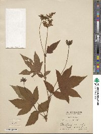 Filipendula palmata image