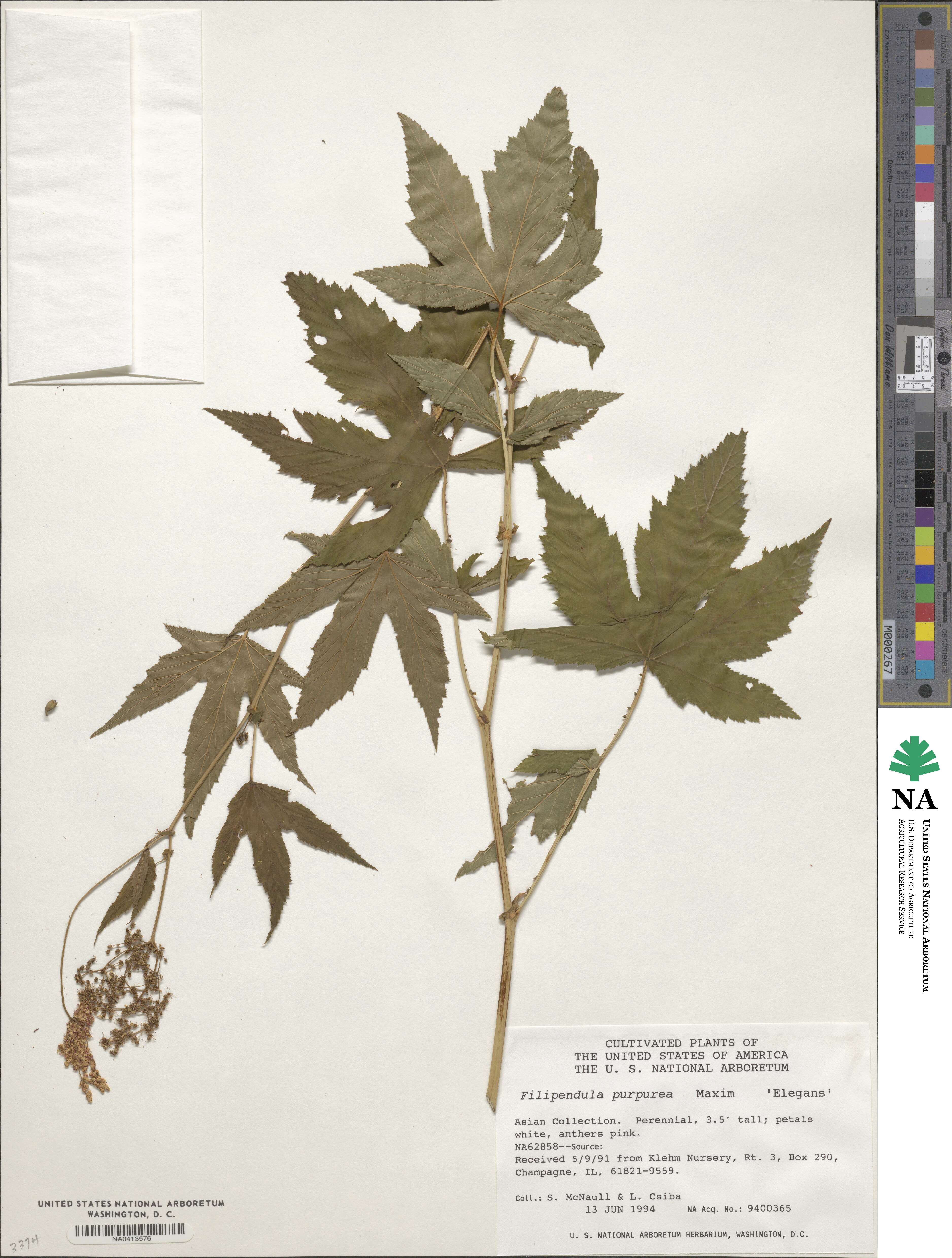 Filipendula glaberrima image