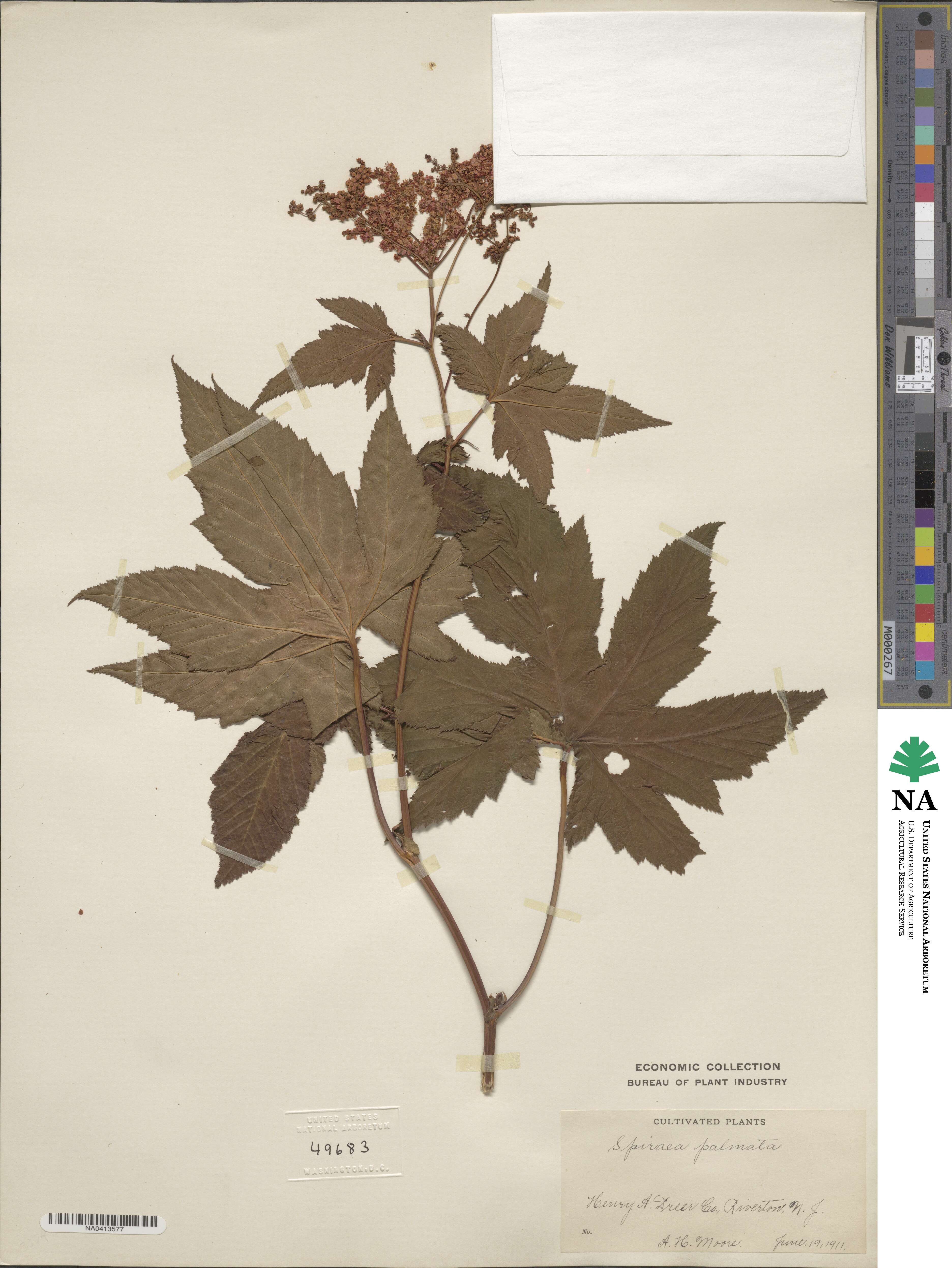 Filipendula glaberrima image