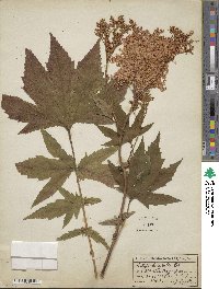 Filipendula rubra image