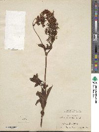 Filipendula rubra image