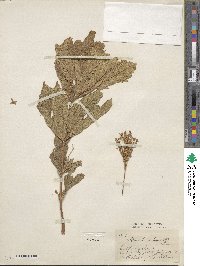 Filipendula rubra image