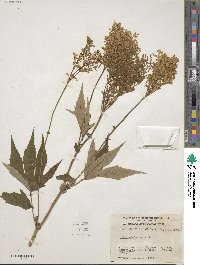 Filipendula rubra image