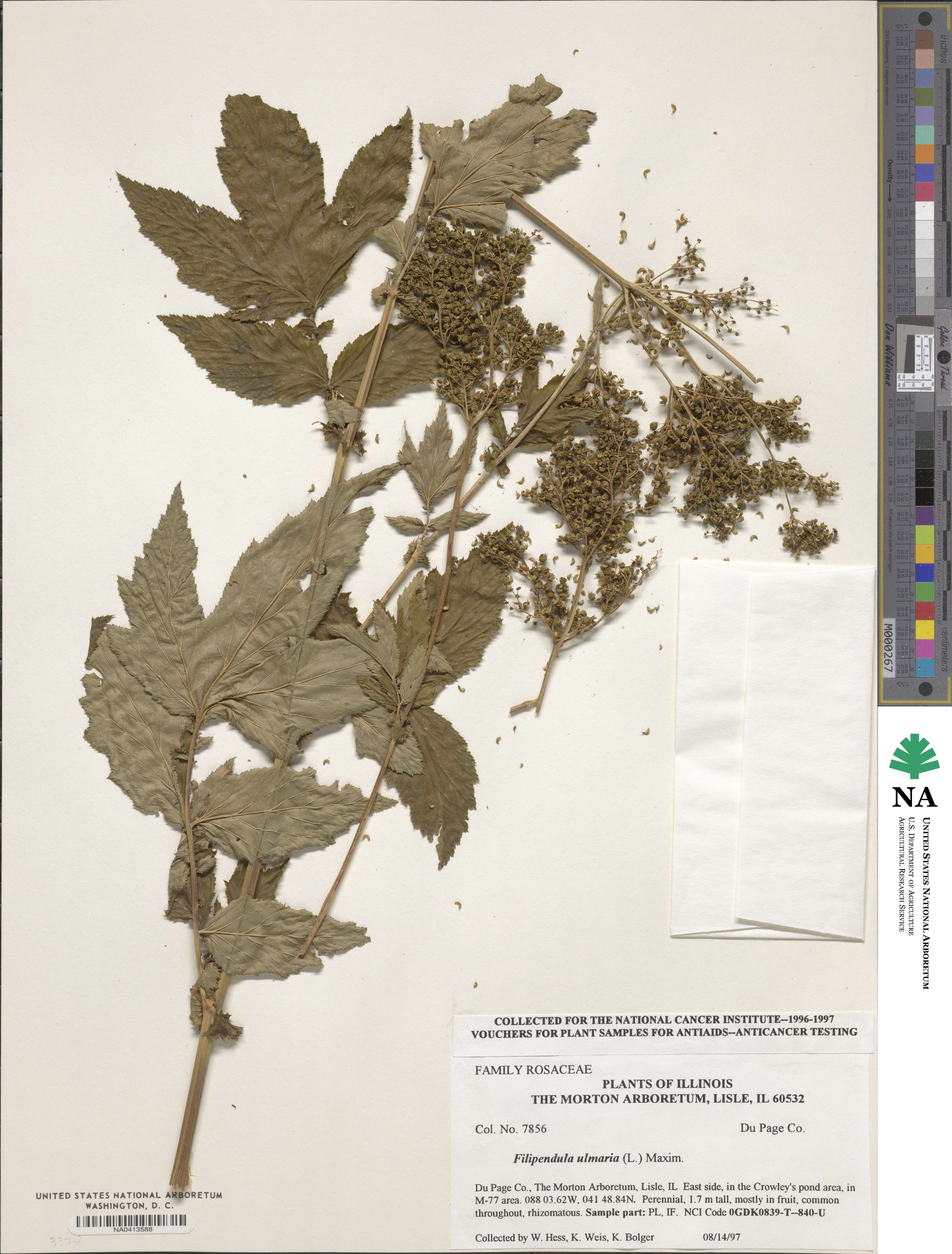 Filipendula ulmaria image