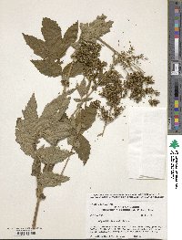 Filipendula ulmaria image