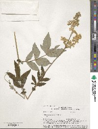 Filipendula ulmaria image