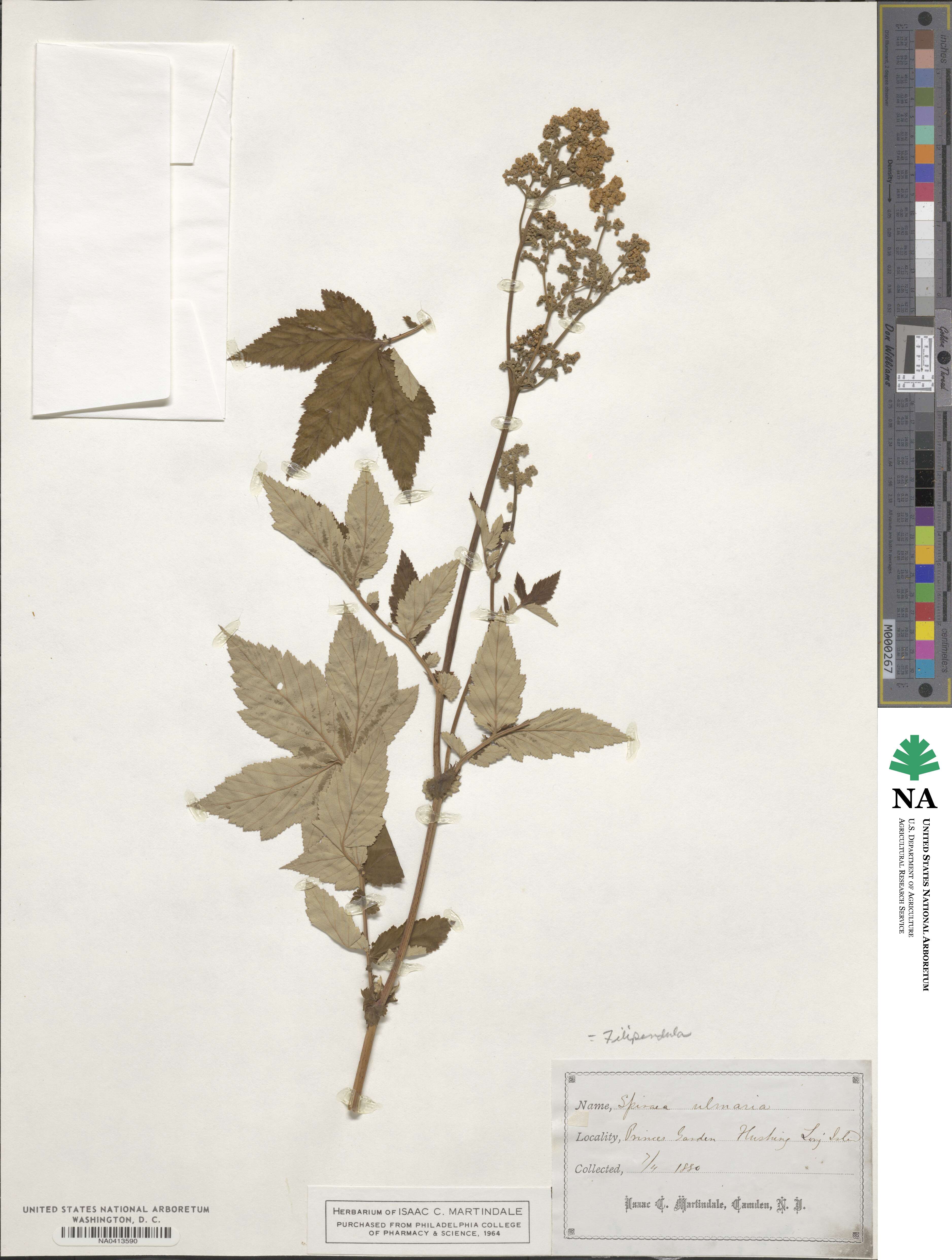Filipendula ulmaria image