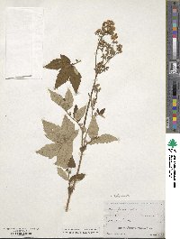 Filipendula ulmaria image