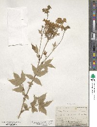 Filipendula ulmaria image