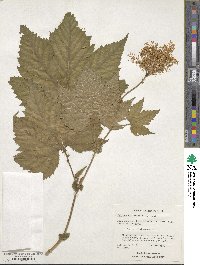 Filipendula ulmaria image