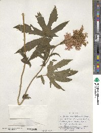 Filipendula ulmaria image