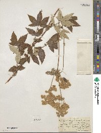 Filipendula ulmaria image