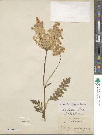 Filipendula vulgaris image