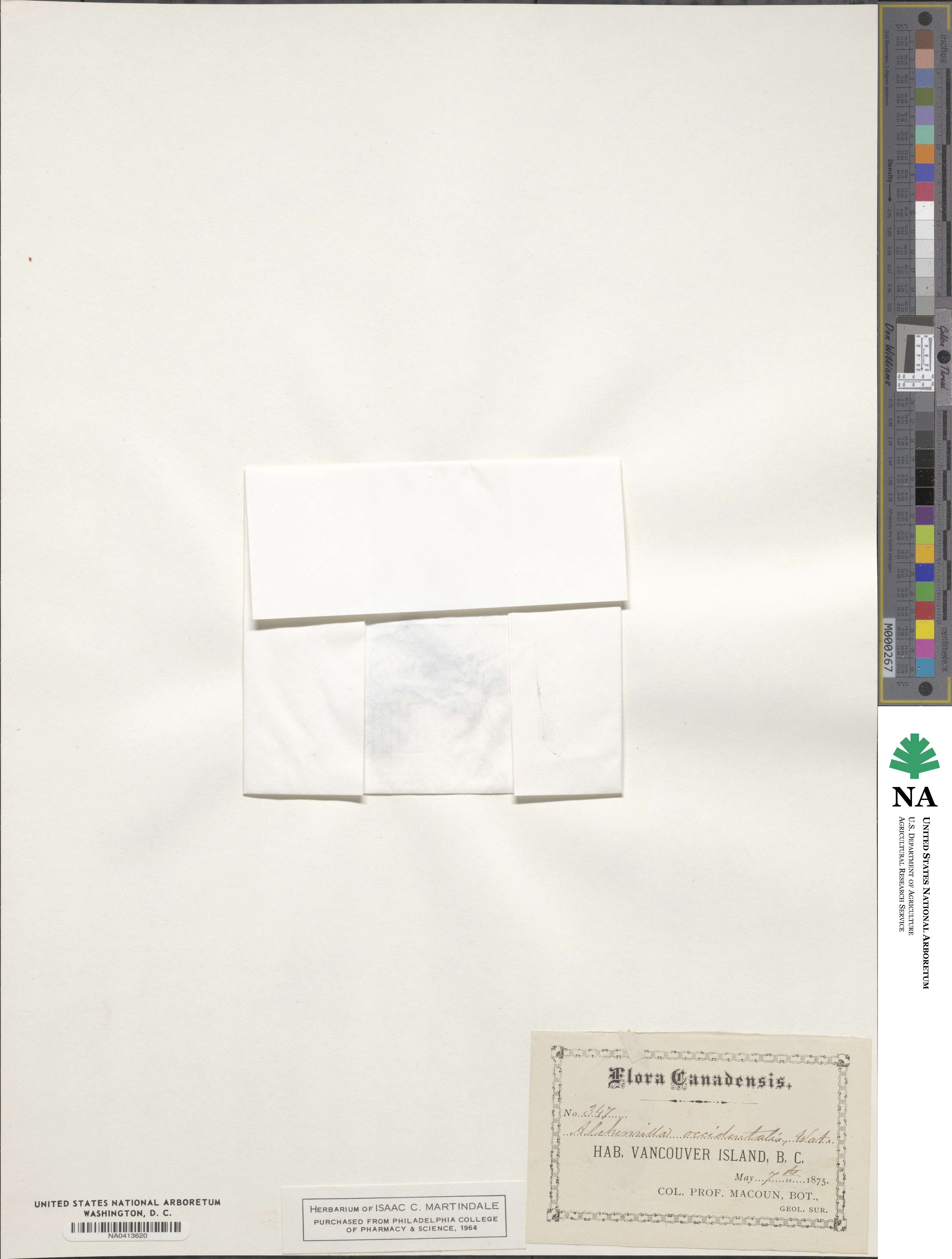 Aphanes arvensis image