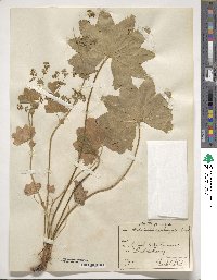 Alchemilla vulgaris image