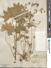 Alchemilla vulgaris image