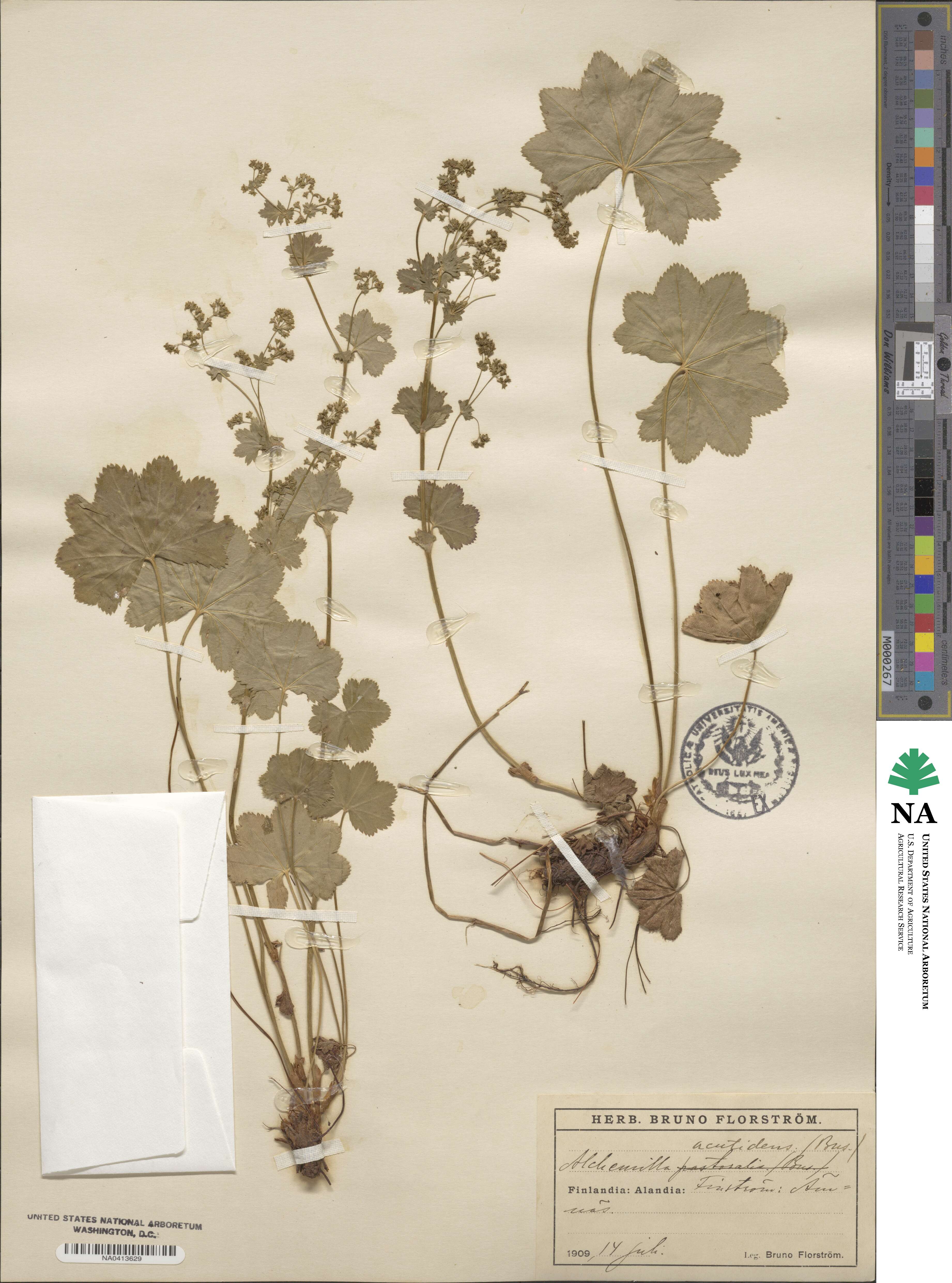 Alchemilla acutidens image