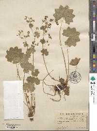 Image of Alchemilla acutidens