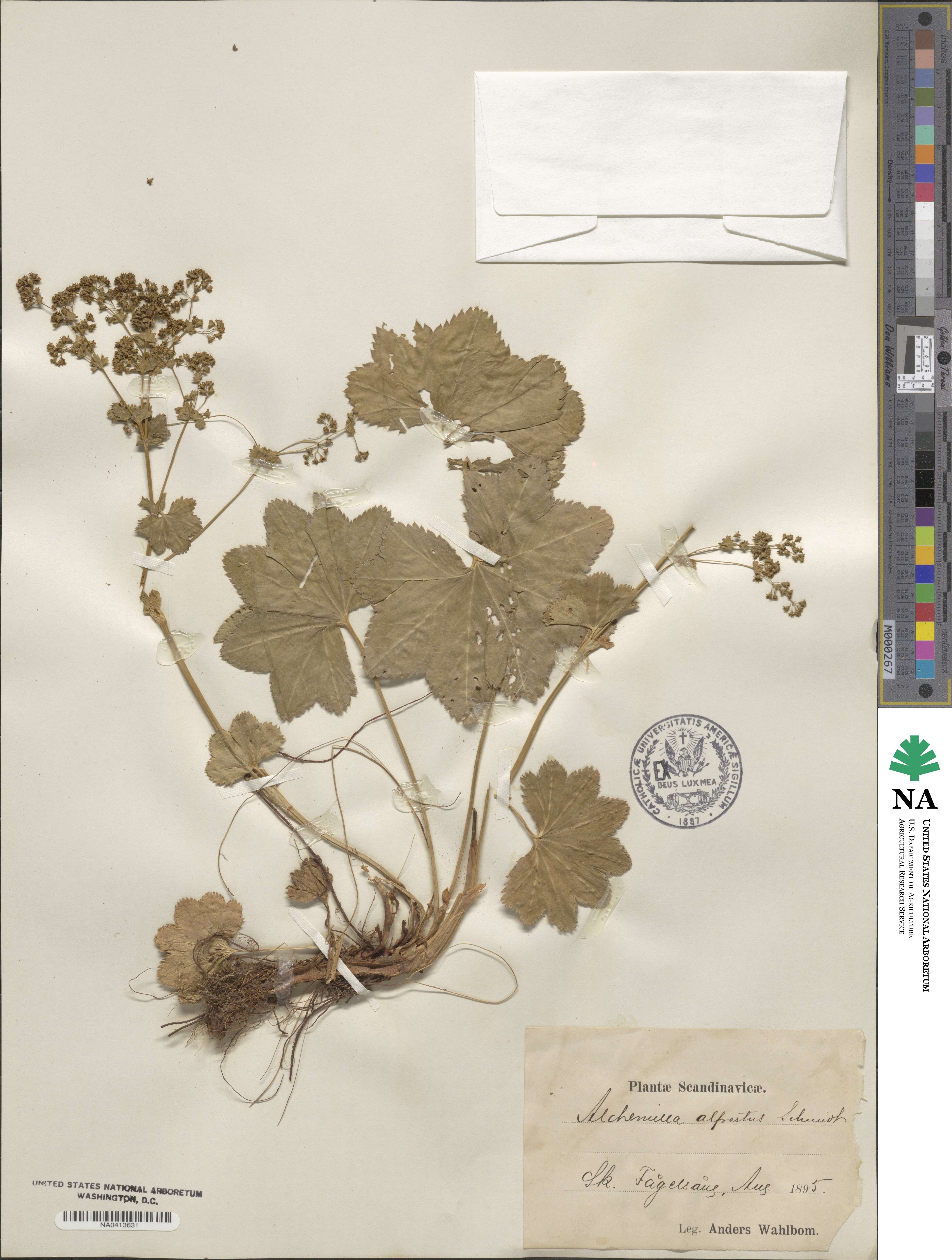 Alchemilla glabra image