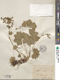 Alchemilla glabra image