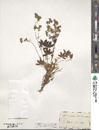 Alchemilla alpina image