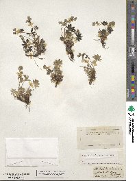 Alchemilla alpina image