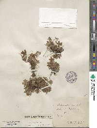 Alchemilla alpina image