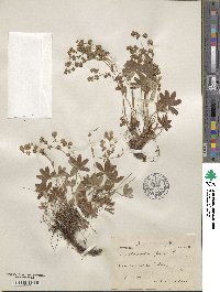 Alchemilla alpina image