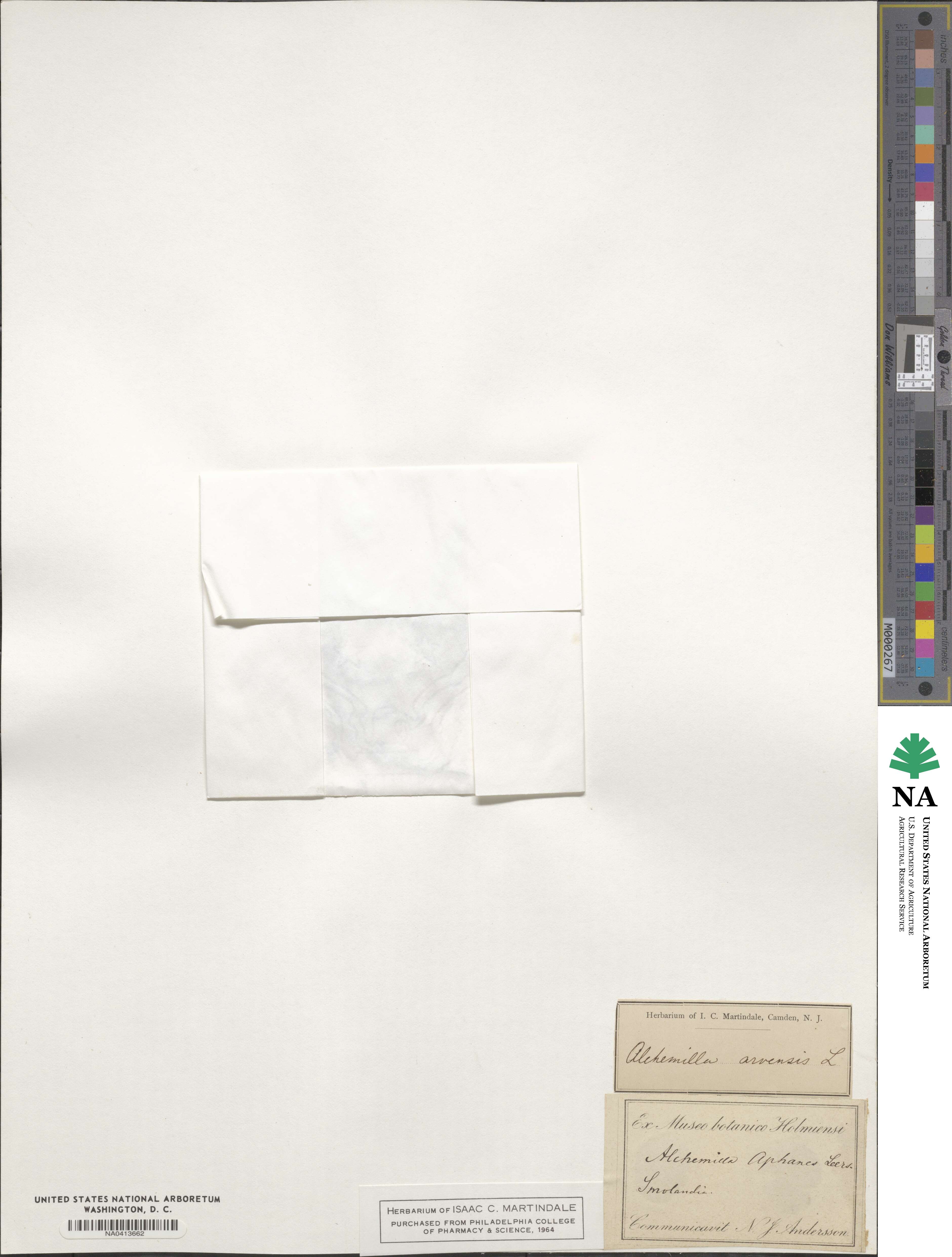 Aphanes arvensis image