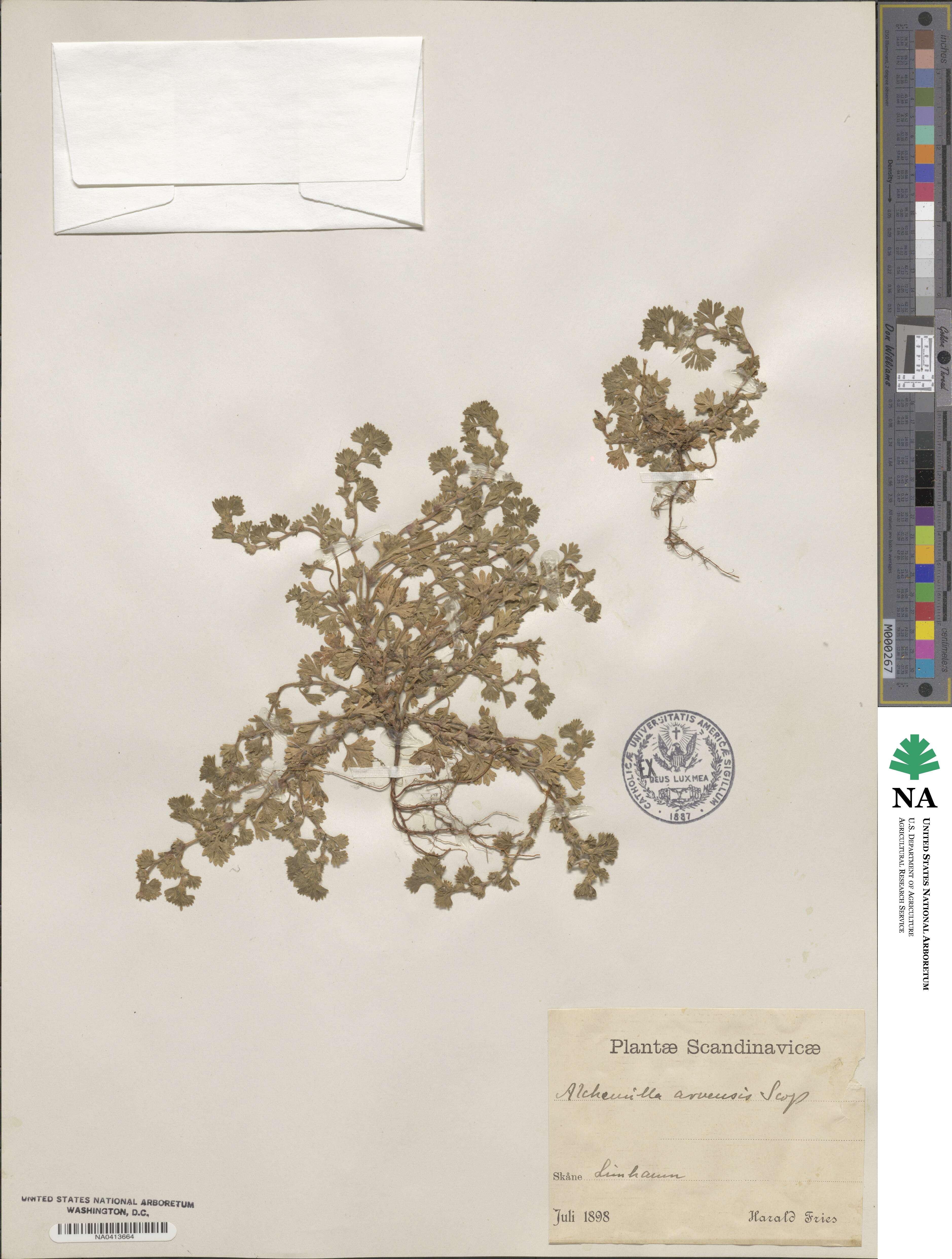 Aphanes arvensis image