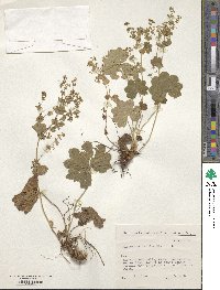 Image of Alchemilla baltica