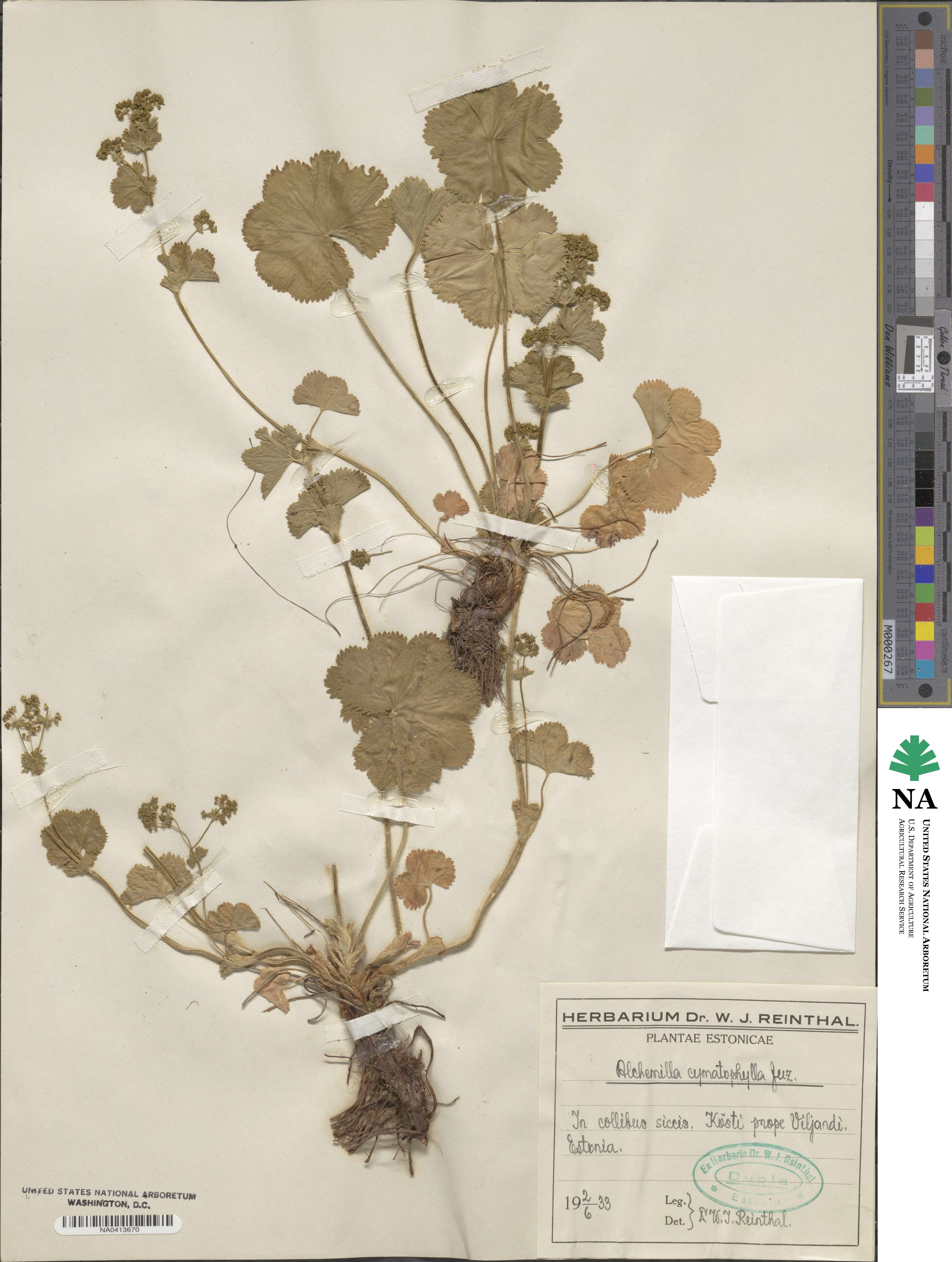 Alchemilla cymatophylla image