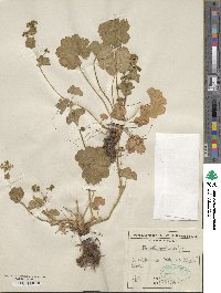 Image of Alchemilla cymatophylla