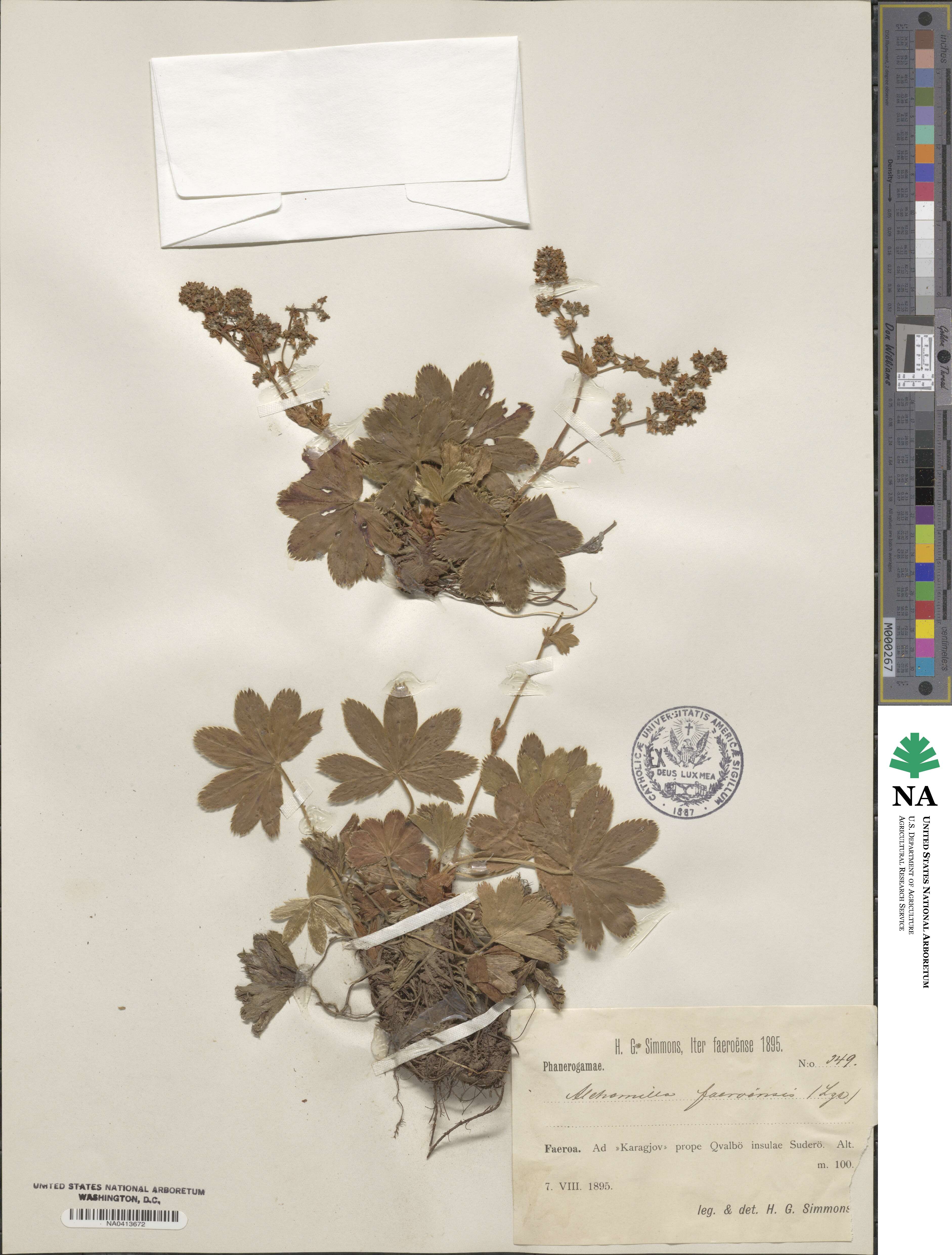 Alchemilla faeroensis image