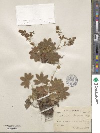 Image of Alchemilla faeroensis