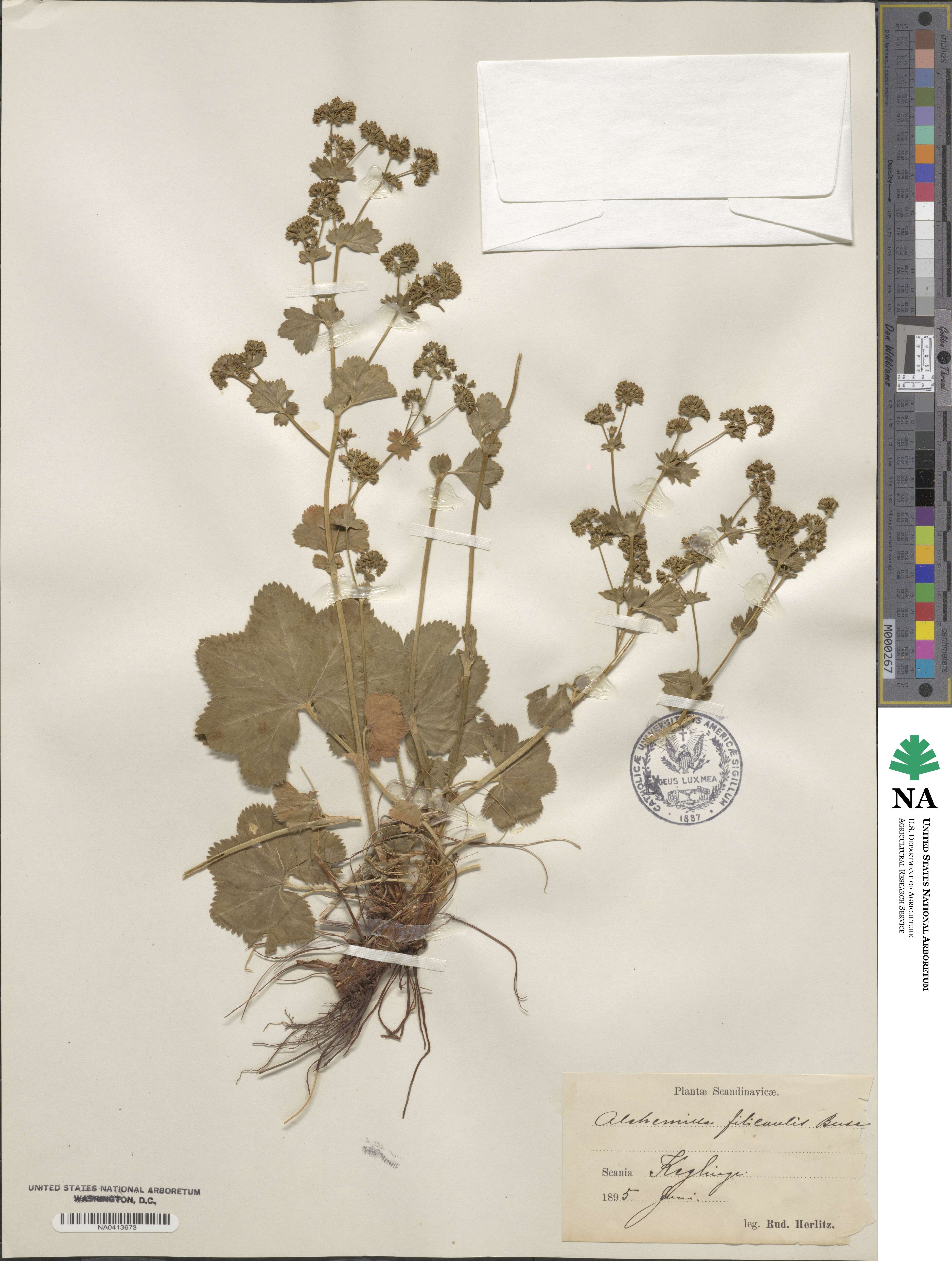 Alchemilla filicaulis image