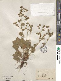 Image of Alchemilla filicaulis