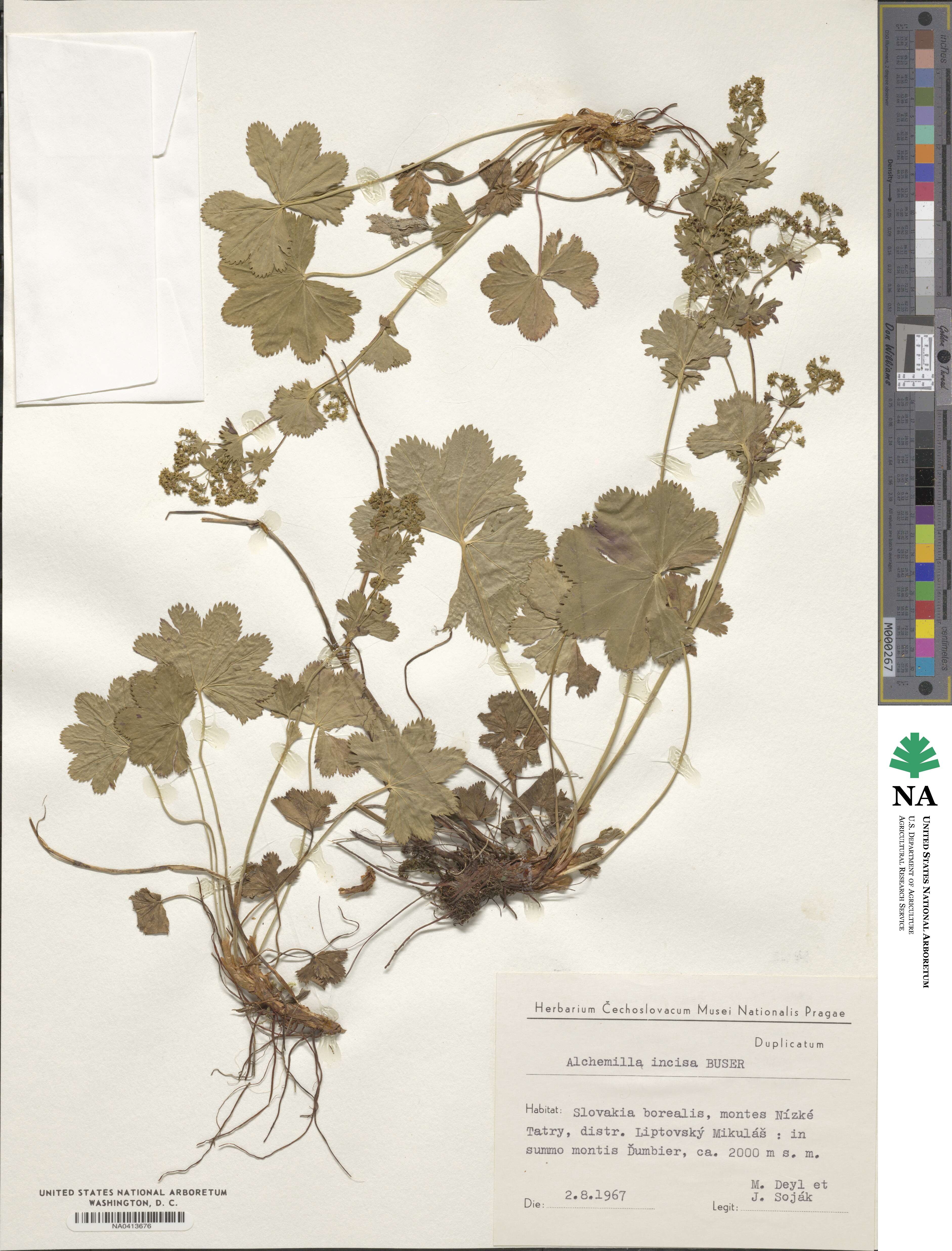 Alchemilla incisa image