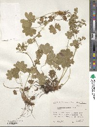 Image of Alchemilla incisa