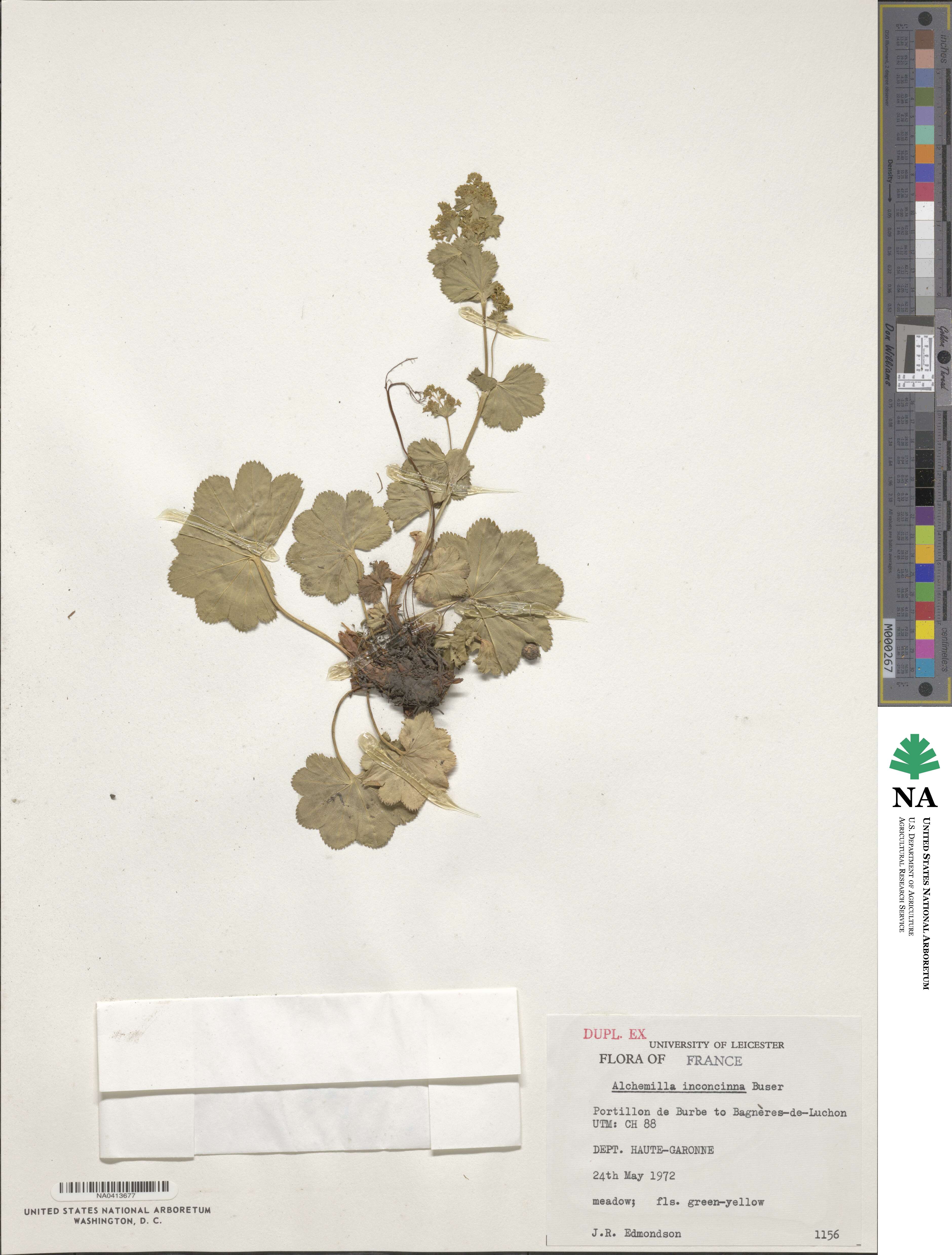 Alchemilla inconcinna image