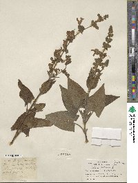 Salvia glutinosa image