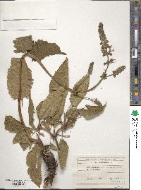 Salvia pratensis image