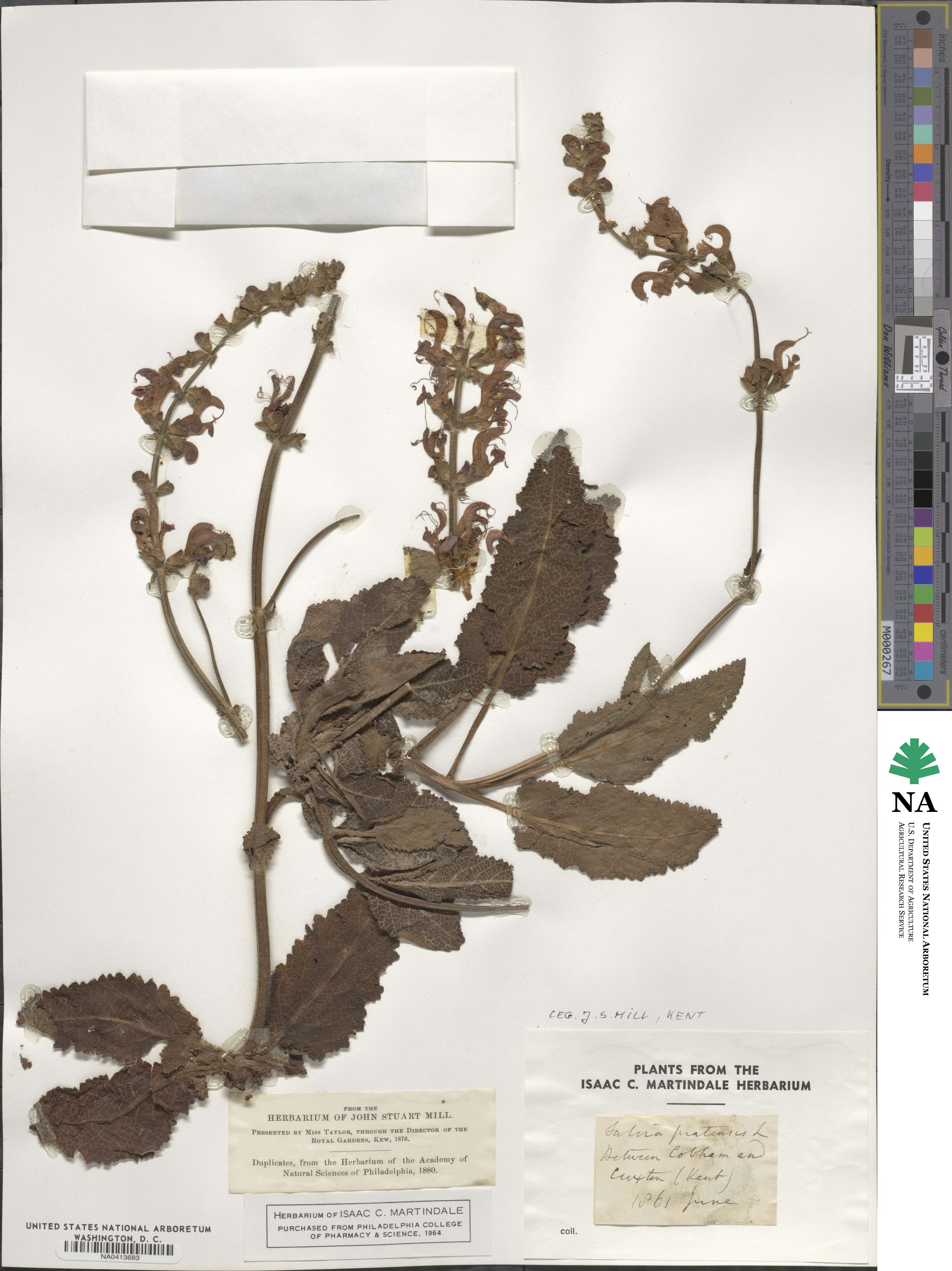 Salvia pratensis image