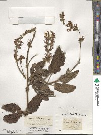 Salvia pratensis image