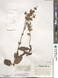 Salvia pratensis image