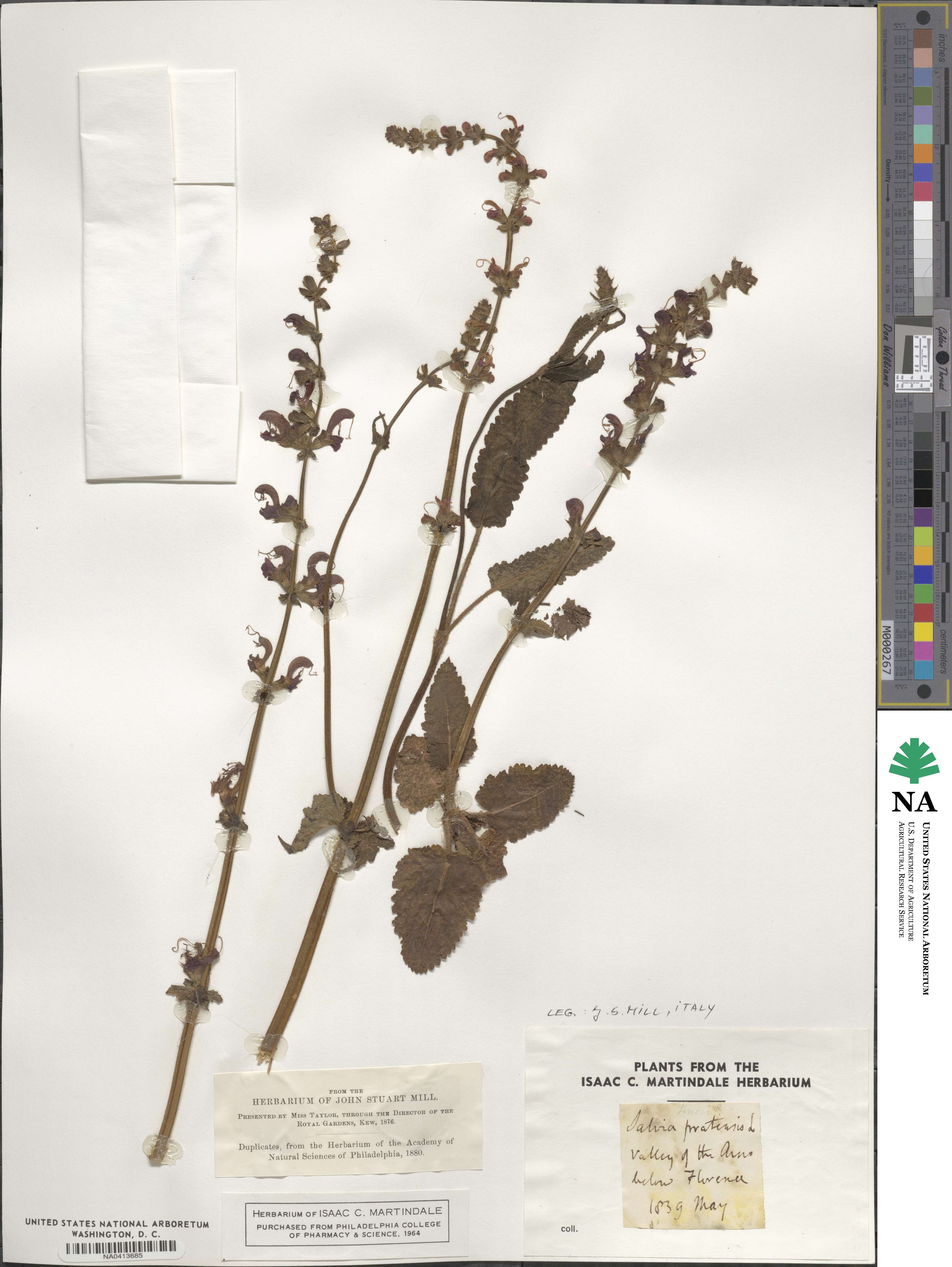 Salvia pratensis image